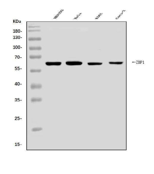 Anti-DAI/ZBP1 Antibody Picoband® Boster Bio
