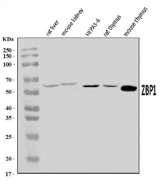 Anti-DAI/Zbp1 Antibody Picoband® Boster Bio