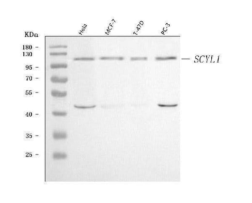 Anti-SCYL1 Antibody Picoband® Boster Bio