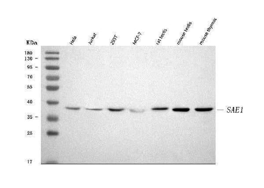 Anti-SAE1 Antibody Picoband® Boster Bio