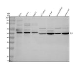 Anti-SIL1 Antibody Picoband® Boster Bio