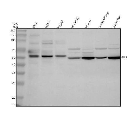 Anti-SIL1 Antibody Picoband® Boster Bio