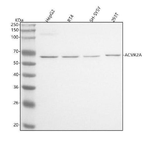 Anti-ACVR2A Antibody Picoband® Boster Bio