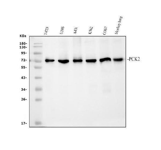 Anti-PCK2 Antibody Picoband® Boster Bio