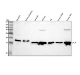 Anti-GALP Antibody Picoband® Boster Bio