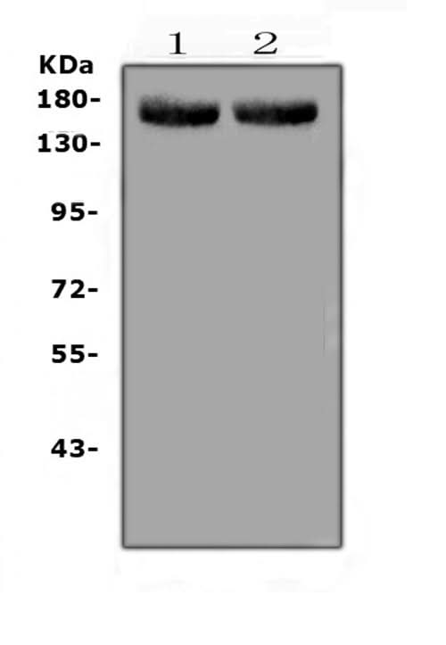 Anti-MED14 Antibody Picoband® Boster Bio