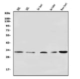 Anti-VDAC3 Antibody Picoband® Boster Bio