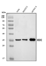 Anti-MDH2 Antibody Picoband® Boster Bio