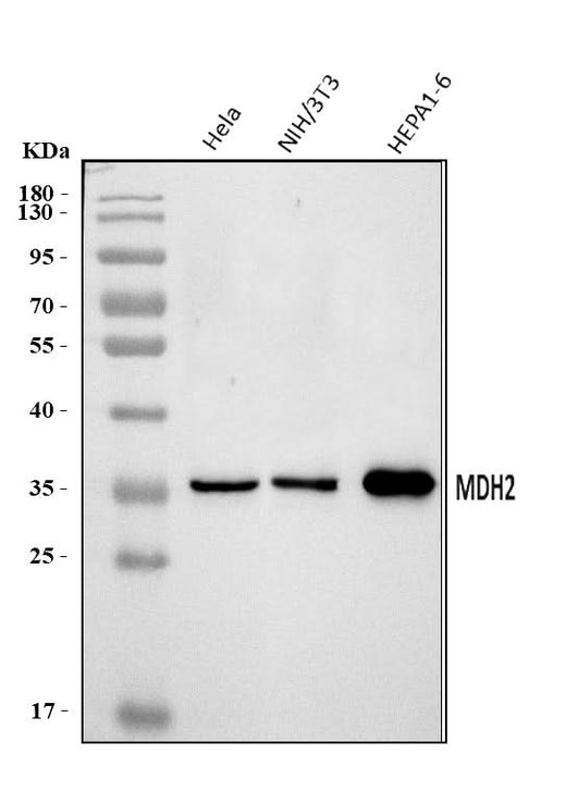Anti-MDH2 Antibody Picoband® Boster Bio