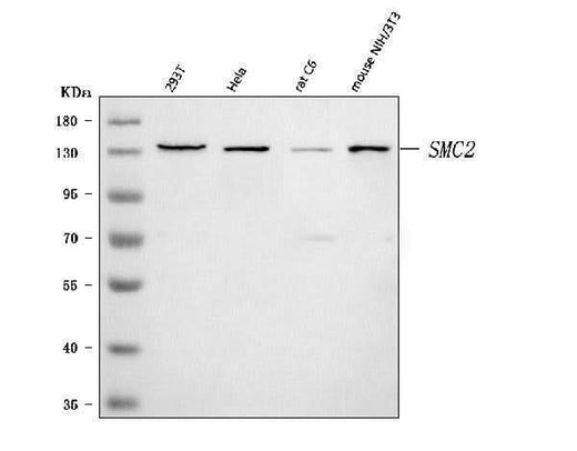 Anti-SMC2 Antibody Picoband® Boster Bio