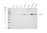 Anti-DNAJC3 Antibody Picoband® Boster Bio