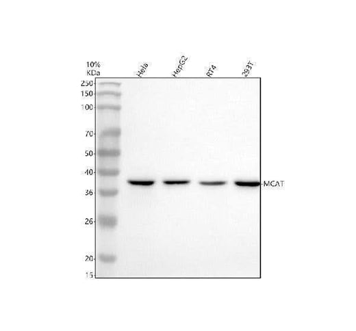 Anti-MCAT Antibody Picoband® Boster Bio