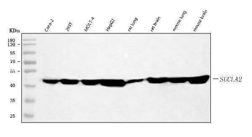 Anti-SUCLA2 Antibody Picoband® Boster Bio