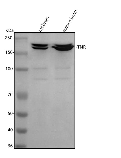 Anti-Tenascin-R/TNR Antibody Picoband® Boster Bio