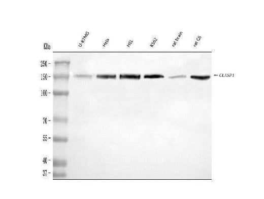 Anti-CLASP1 Antibody Picoband® Boster Bio