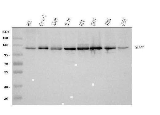 Anti-NOP2 Antibody Picoband® Boster Bio