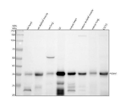 Anti-CLP36/PDLIM1 Antibody Picoband® Boster Bio