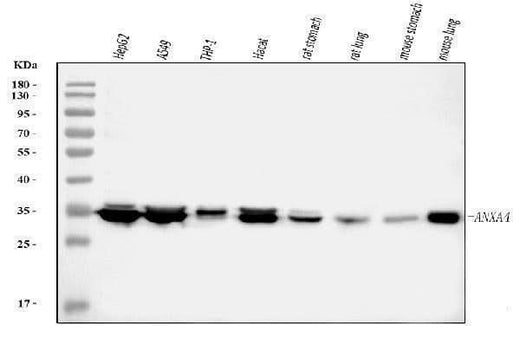 Anti-Annexin IV/ANXA4 Antibody Picoband® Boster Bio