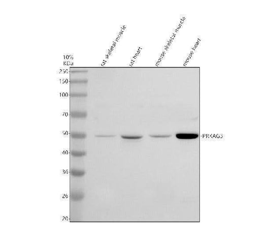 Anti-PRKAG3 Antibody Picoband® Boster Bio