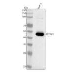 Anti-PSTPIP1 Antibody Picoband® Boster Bio