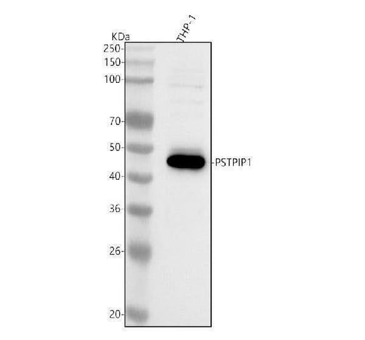 Anti-PSTPIP1 Antibody Picoband® Boster Bio