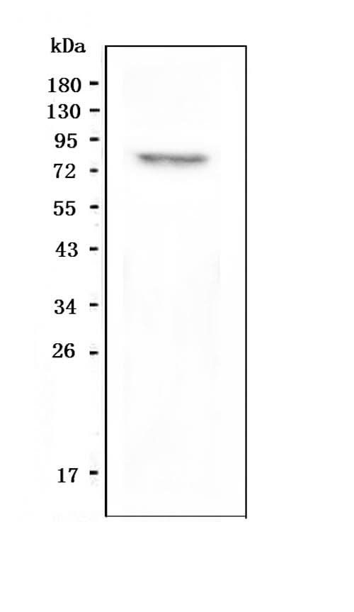 Anti-GPCR LGR8/RXFP2 Antibody Picoband® Boster Bio