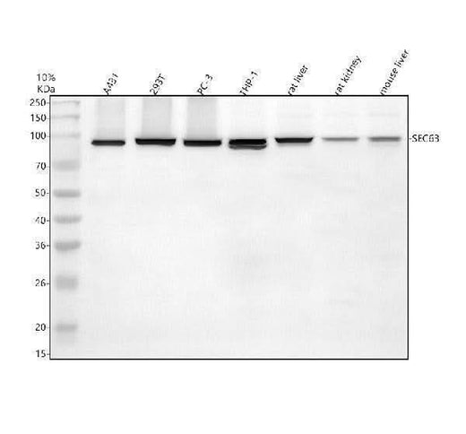 Anti-SEC63 Antibody Picoband® Boster Bio