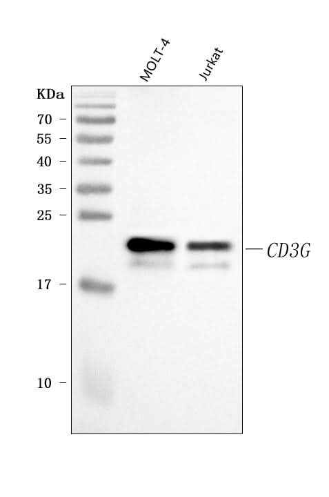 Anti-CD3 Gamma/CD3G Antibody Picoband® Boster Bio