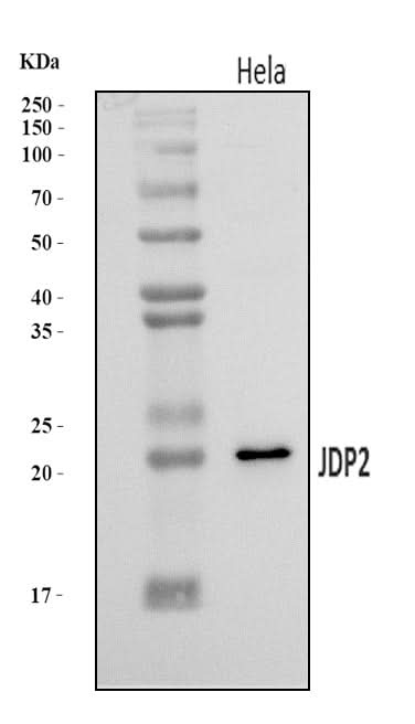Anti-JDP2 Antibody Picoband® Boster Bio