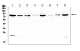 Anti-POMT2 Antibody Picoband® Boster Bio
