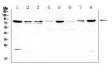 Anti-POMT2 Antibody Picoband® Boster Bio