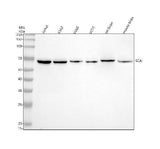 Anti-SCAI Antibody Picoband® Boster Bio