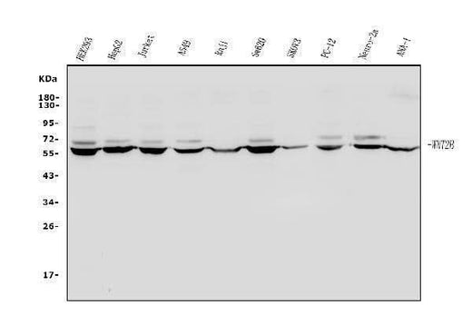 Anti-Wnt2b Antibody Picoband® Boster Bio