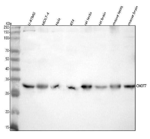 Anti-CNOT7 Antibody Picoband® Boster Bio
