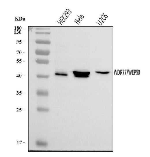 Anti-WDR77 Antibody Picoband® Boster Bio