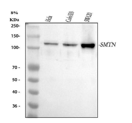 Anti-Smoothelin/SMTN Antibody Picoband® Boster Bio
