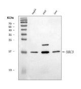 Anti-PUMA/BBC3 Antibody Picoband® Boster Bio