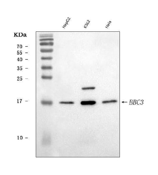 Anti-PUMA/BBC3 Antibody Picoband® Boster Bio