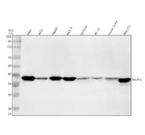 Anti-NSDHL Antibody Picoband® Boster Bio
