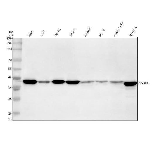 Anti-NSDHL Antibody Picoband® Boster Bio