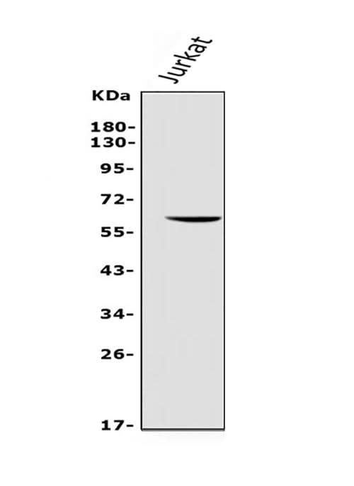 Anti-REC8 Antibody Picoband® Boster Bio