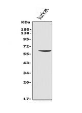 Anti-REC8 Antibody Picoband® Boster Bio