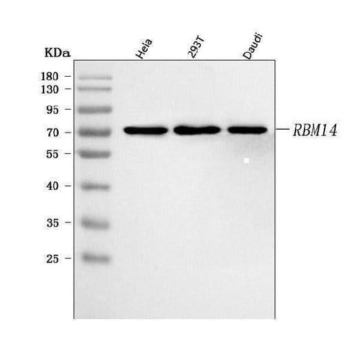 Anti-RBM14 Antibody Picoband® Boster Bio