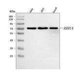 Anti-RBM14 Antibody Picoband® Boster Bio