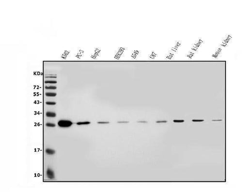 Anti-LOC134147/CMBL Antibody Picoband® Boster Bio