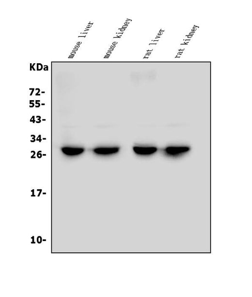 Anti-LOC134147/CMBL Antibody Picoband® Boster Bio