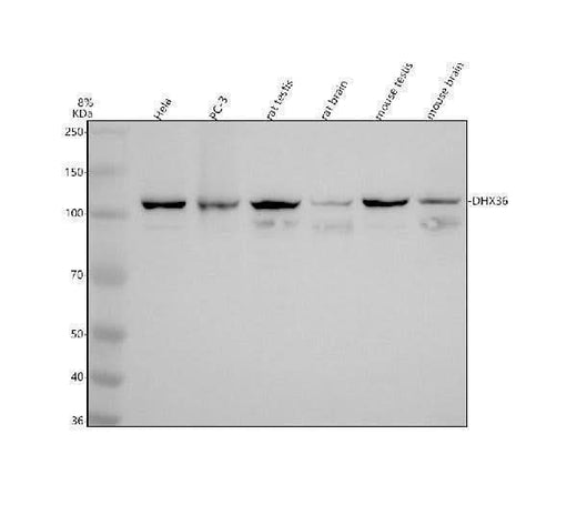Anti-DHX36 Antibody Picoband® Boster Bio