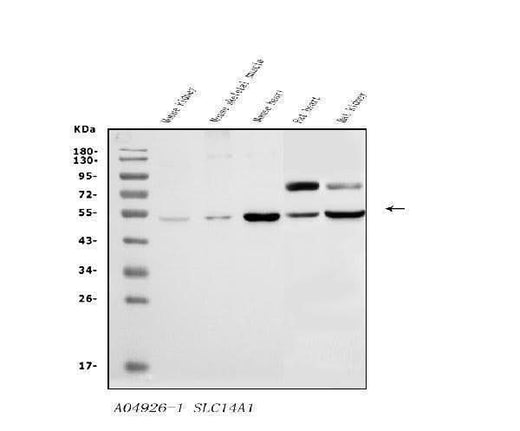 Anti-SLC14A1/UTE Antibody Picoband® Boster Bio