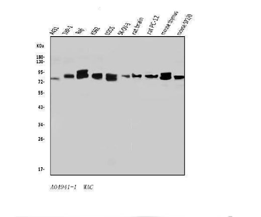 Anti-WAC Antibody Picoband® Boster Bio