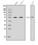 Anti-FOXJ1 Antibody Picoband® Boster Bio